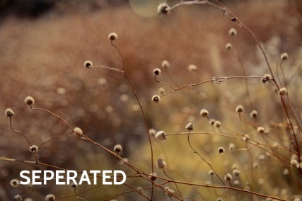 Echoes of Forced Adoption